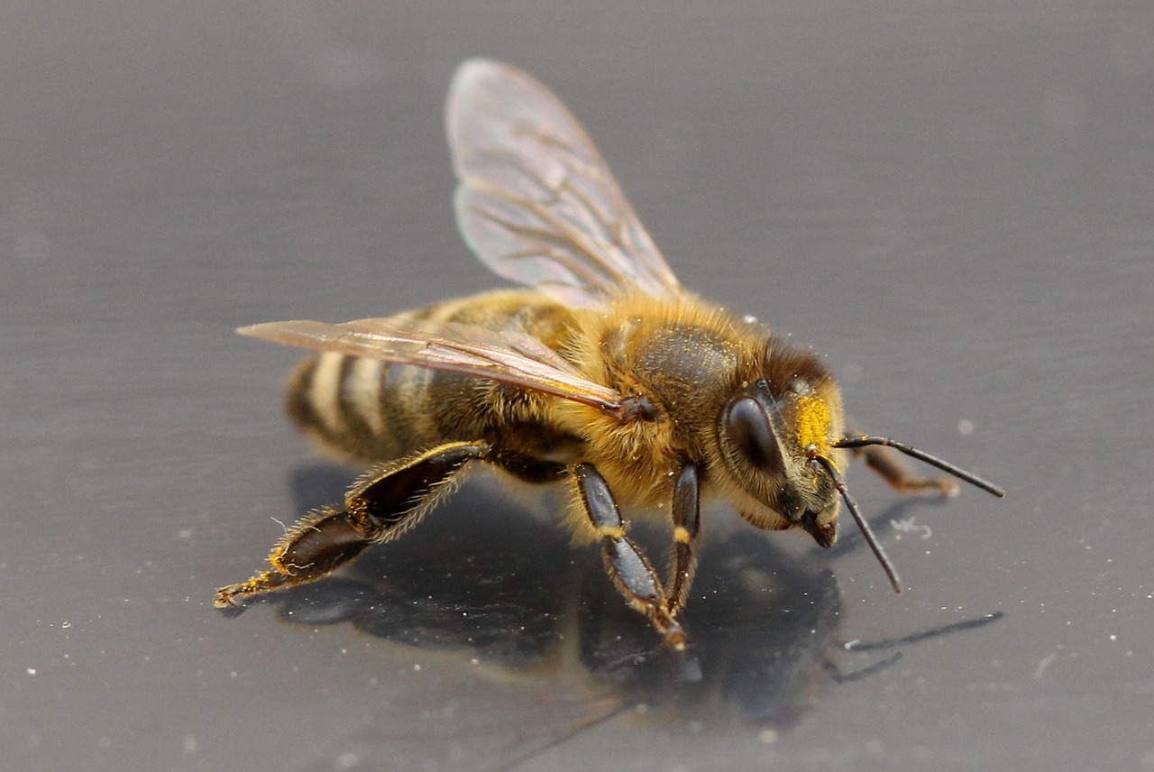 Domowe sposoby na złagodzenie objawów ukąszenia przez pszczoły